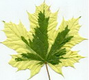 افرای چناری